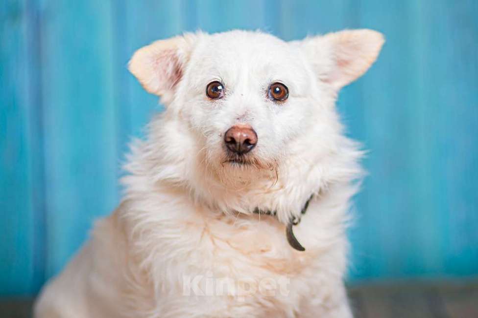 Собаки в Москве: Маленький белый пёс Эдвиг в добрые руки Мальчик, 1 руб. - фото 3