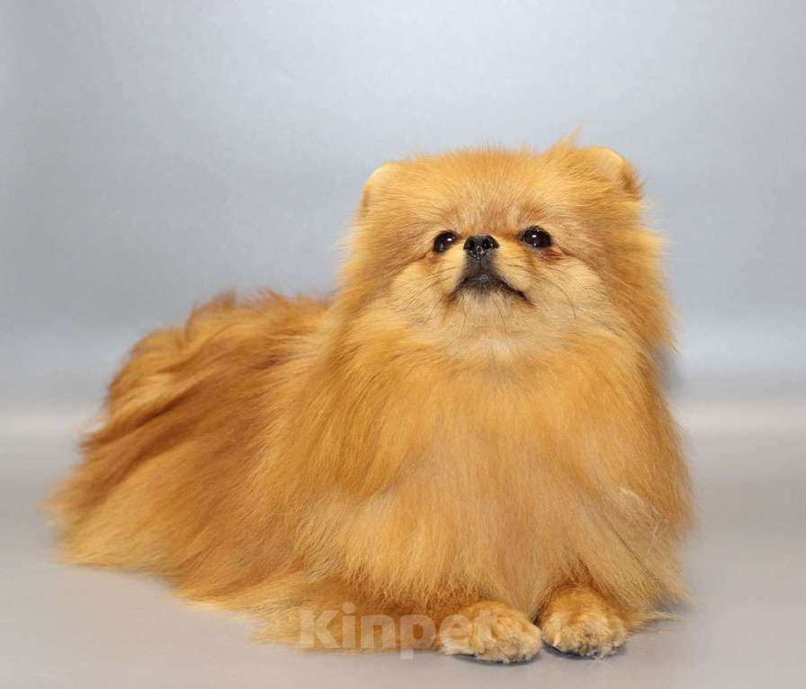 Собаки в Кемерово: Подрощенные щенки померанского шпица Девочка, Бесплатно - фото 5