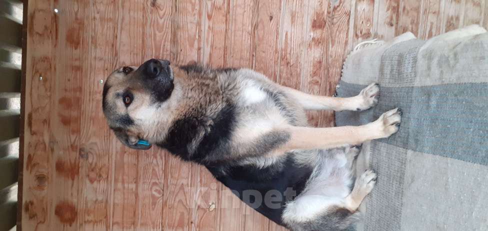 Собаки в Волгограде: Ищем дом Мальчик, 1 руб. - фото 1