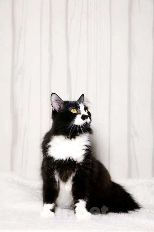 Кошки в Красноармейске: Котик Чаки в дар! Мальчик, Бесплатно - фото 4