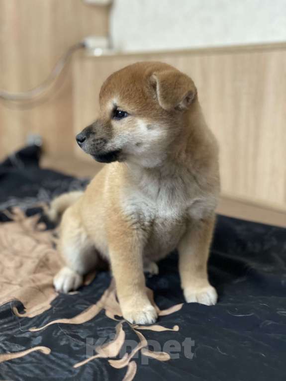 Собаки в Санкт-Петербурге: Щенок сиба-ину мальчик Мальчик, 70 000 руб. - фото 4