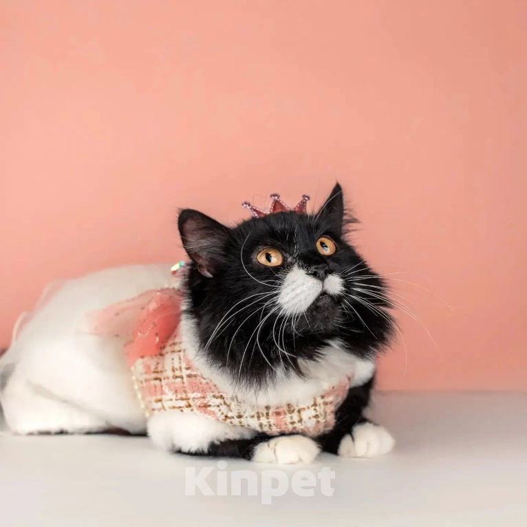 Кошки в Москве: Сногсшибательная красавица Матильда в дар Девочка, Бесплатно - фото 5