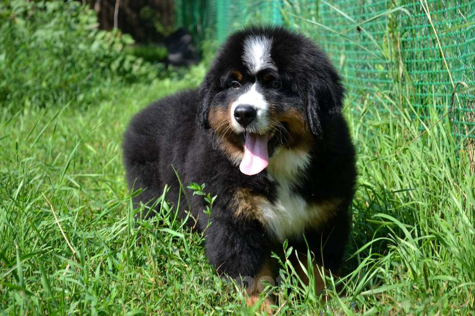 Собаки в Москве: Мальчик Бернского зенненхунда  Мальчик, 80 000 руб. - фото 2