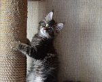 Кошки в Барнауле: котенок-подросток Умберто Анже-де Санте Мальчик, 20 000 руб. - фото 3