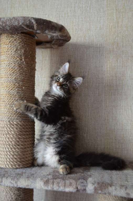 Кошки в Барнауле: котенок-подросток Умберто Анже-де Санте Мальчик, 20 000 руб. - фото 3