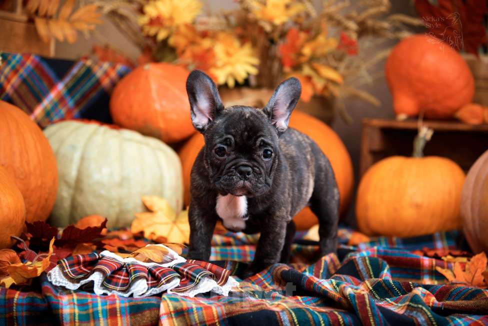 Собаки в Ростове-на-Дону: Готовы к переезду. Девочка, 35 000 руб. - фото 5