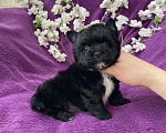 Собаки в Москве: Чёрный йорк мальчик бэби фейс Мальчик, 80 000 руб. - фото 6