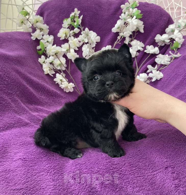 Собаки в Москве: Чёрный йорк мальчик бэби фейс Мальчик, 80 000 руб. - фото 6