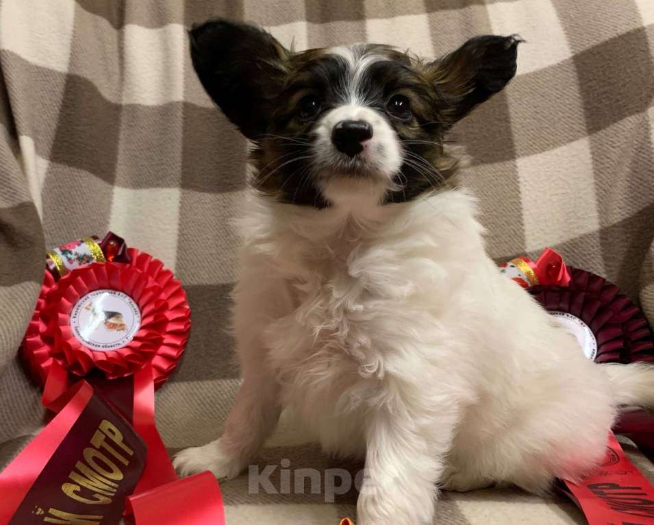 Собаки в Кириши: Щенок папийона Девочка, Бесплатно - фото 4