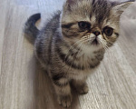 Кошки в Нижнем Новгороде: Котики_Экзотики Девочка, 12 000 руб. - фото 4