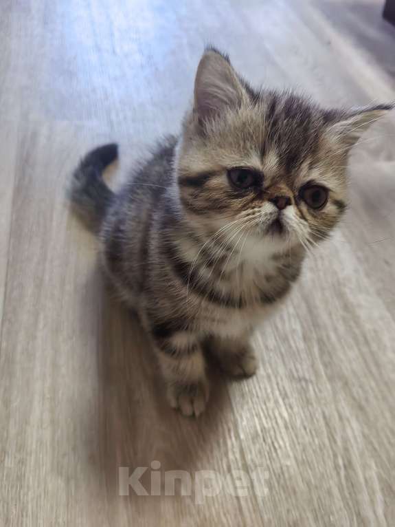 Кошки в Нижнем Новгороде: Котики_Экзотики Девочка, 12 000 руб. - фото 4