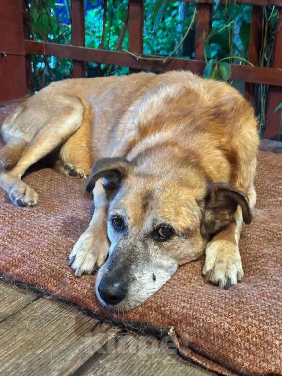 Собаки в Москве: Ищет дом мудрый дедуля Рыжик. Мальчик, Бесплатно - фото 4