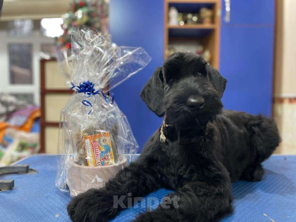 Собаки в Воронеже: Щенок ризеншнауцера Мальчик, 33 000 руб. - фото 1