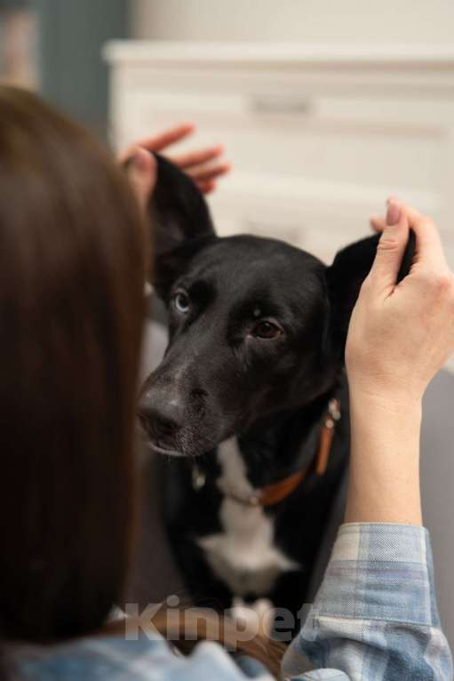 Собаки в Люберцах: Метис овчарки и спаниеля Девочка, Бесплатно - фото 3