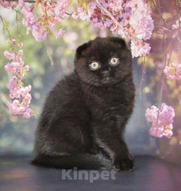Кошки в Санкт-Петербурге: шотландская кошечка фолд Девочка, 40 000 руб. - фото 5