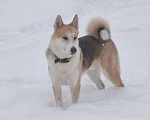 Собаки в Котельнике: Пес Байкал ищет дом Мальчик, Бесплатно - фото 2