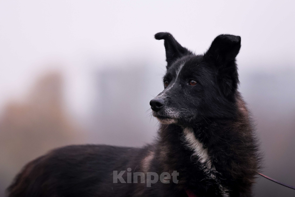 Собаки в Москве: Собака в добрые руки Девочка, Бесплатно - фото 6