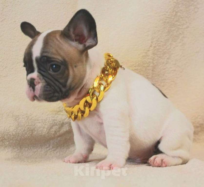 Собаки в Москве: Щенок французик  Мальчик, 130 000 руб. - фото 5