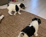 Собаки в Белорецке: Жесткошёрстный фокстерьер Девочка, 6 000 руб. - фото 4