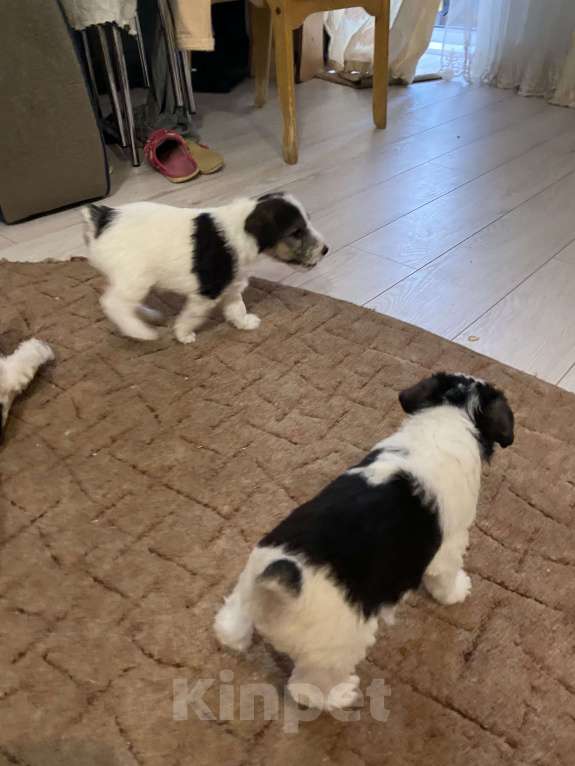 Собаки в Белорецке: Жесткошёрстный фокстерьер Девочка, 6 000 руб. - фото 4