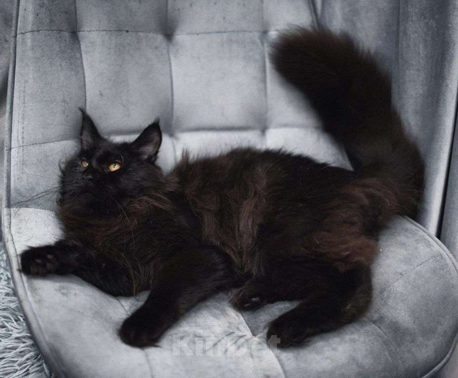 Кошки в Москве: Эксклюзивные котята мейн-кун  Девочка, 25 000 руб. - фото 8