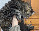 Кошки в Челябинске: Отдам кошечку в добрые руки Девочка, Бесплатно - фото 7