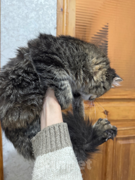Кошки в Челябинске: Отдам кошечку в добрые руки Девочка, Бесплатно - фото 7