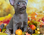 Собаки в Москве: Красавец лилового окраса 💜 Мальчик, 90 000 руб. - фото 3