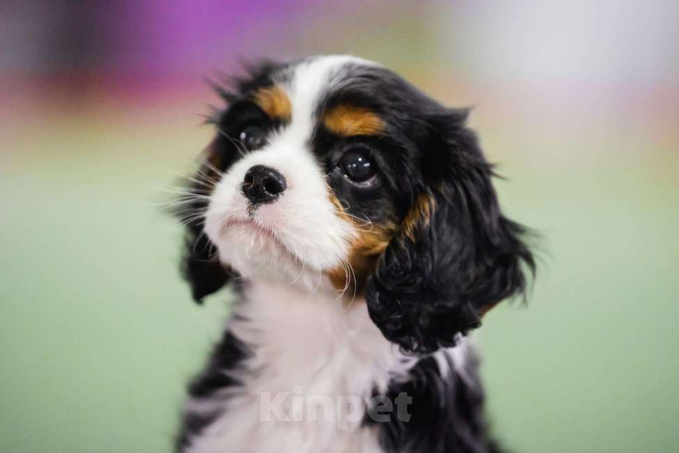 Собаки в Тайшете: Продаётся щенок-мальчик кавалер кинг спаниель Мальчик, 60 000 руб. - фото 2