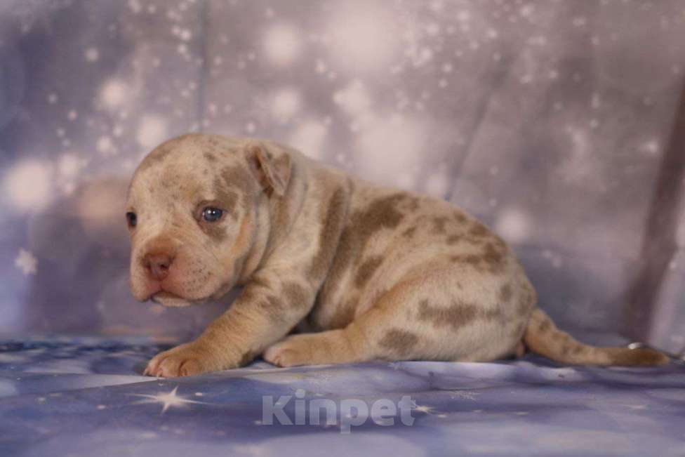 Собаки в Всеволожске: ММ ДРИАДА МЕРЛЕ Девочка, Бесплатно - фото 4