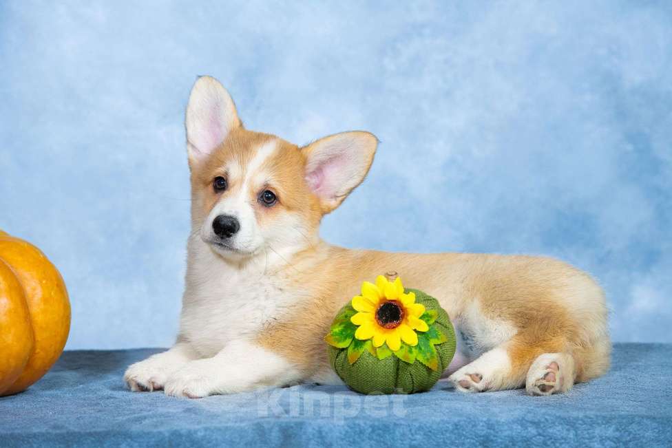 Собаки в Москве: Вельш корги пемброк Девочка, 100 000 руб. - фото 2