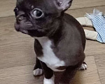 Собаки в Москве: Шоколадная девочка чихуахуа Девочка, 45 000 руб. - фото 3