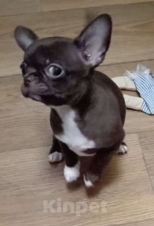 Собаки в Москве: Шоколадная девочка чихуахуа Девочка, 45 000 руб. - фото 3