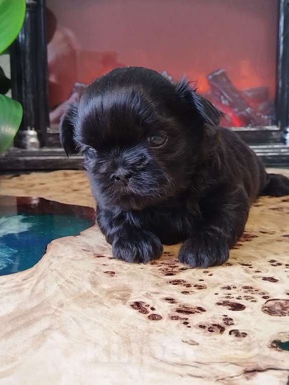 Собаки в других городах Московской области: Щенок ши тцу Мальчик, Бесплатно - фото 5