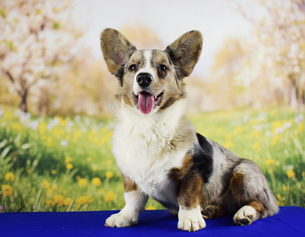 Мраморный мальчик корги