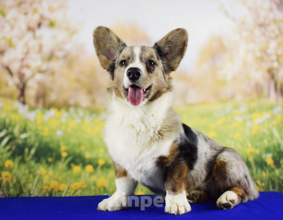 Собаки в Краснодаре: Мраморный мальчик корги Мальчик, 35 000 руб. - фото 1