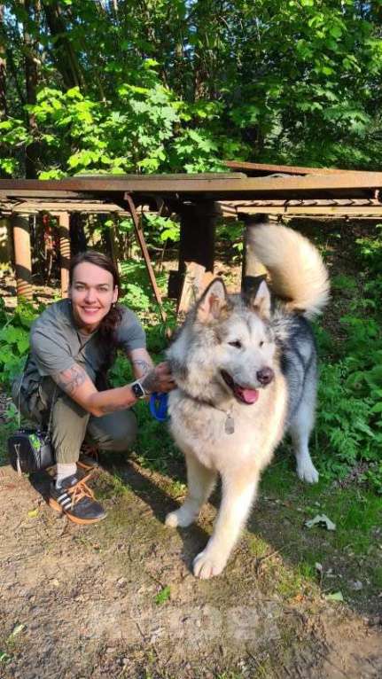 Собаки в Москве: Маламут Аякс в добрые руки Мальчик, 1 руб. - фото 7