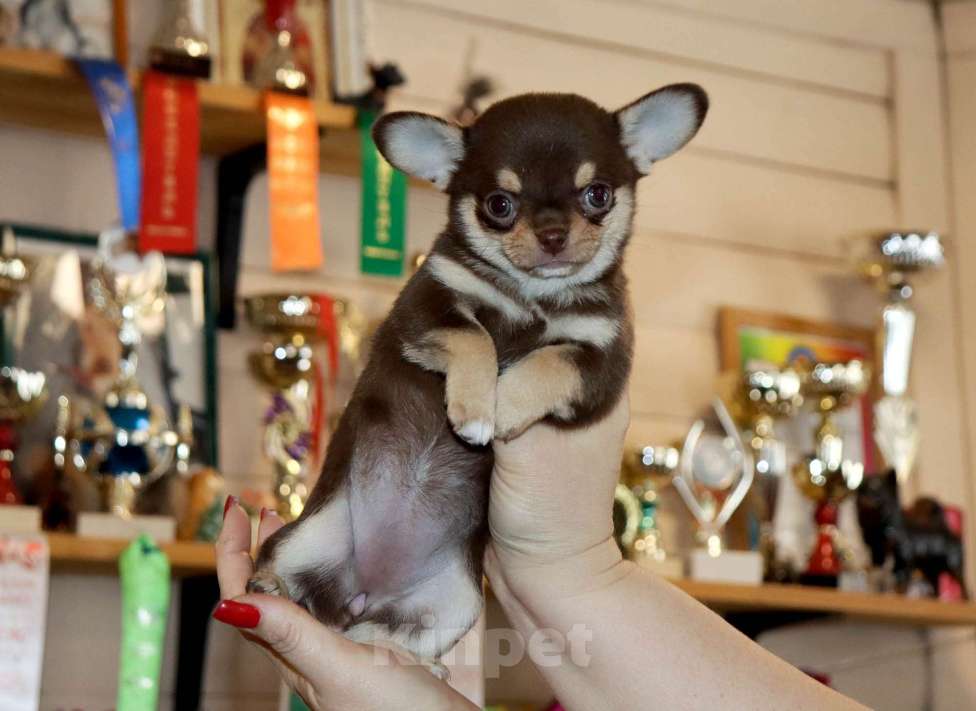 Собаки в Москве: Шоколадная чихуахуа Девочка, 150 000 руб. - фото 3