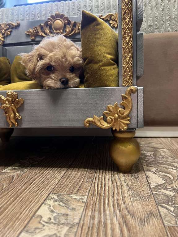 Собаки в Москве: Мини мальчик мальтипу ф1 Мальчик, 100 000 руб. - фото 4