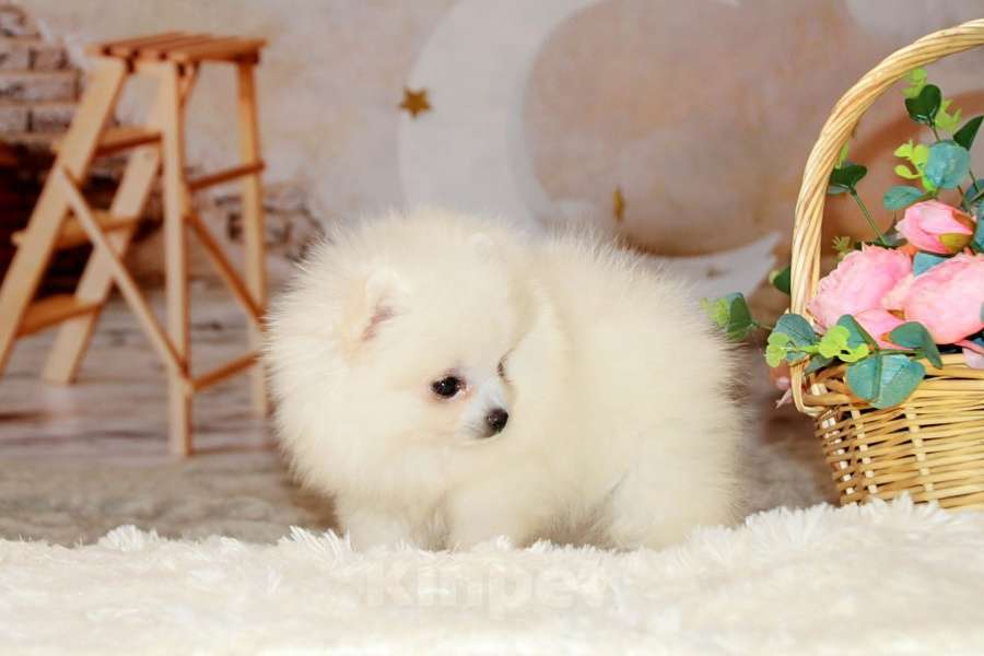 Собаки в Москве: Щенок белого шпица Мальчик, 50 000 руб. - фото 2