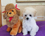 Собаки в Севастополе: Той пудель девочка Девочка, 70 000 руб. - фото 1