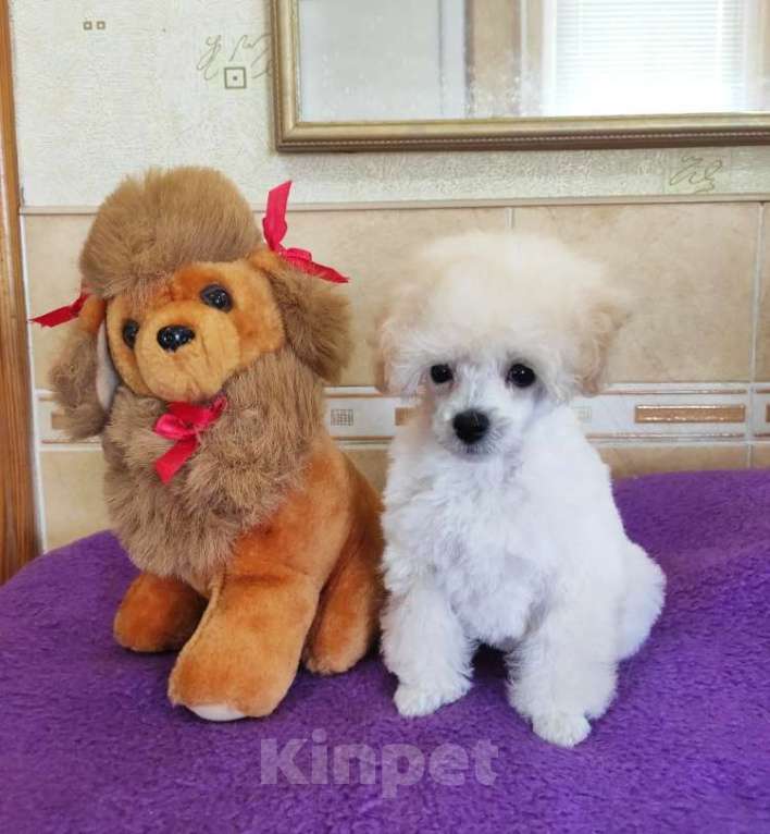 Собаки в Севастополе: Той пудель девочка Девочка, 70 000 руб. - фото 1