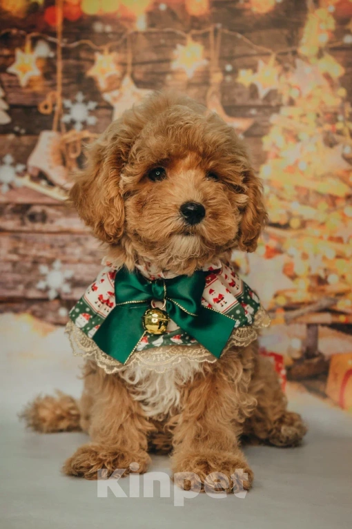 Собаки в Пушкино: Мальтипу девочка ф1 Девочка, 150 000 руб. - фото 3