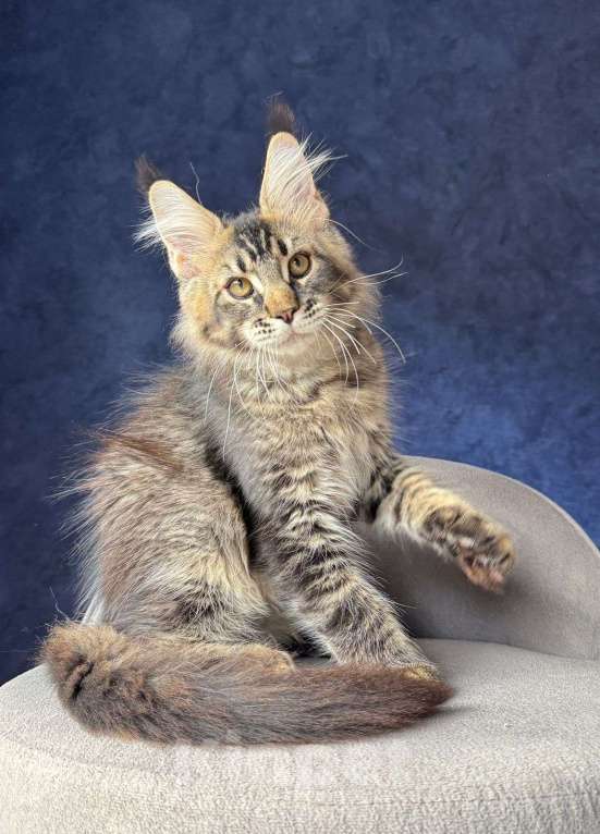 Кошки в Санкт-Петербурге: Мальчик черный тикированный Мальчик, 25 000 руб. - фото 3