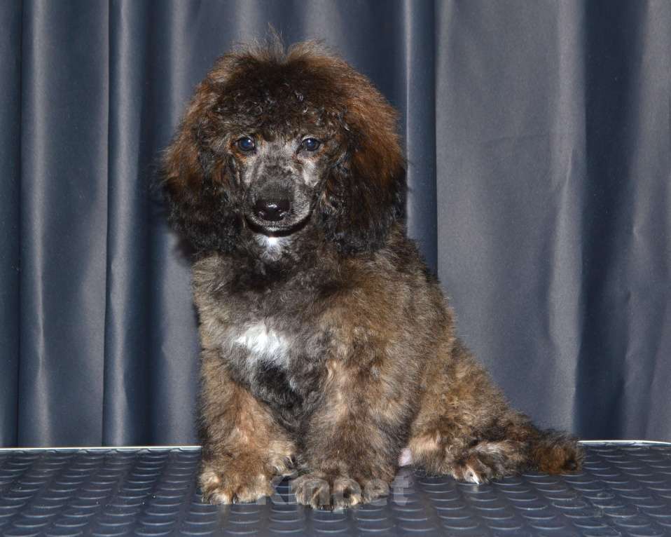 Собаки в Глазове: Онегин Мальчик, 30 000 руб. - фото 5