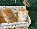 Кошки в Липецке: Шотландские котята  Мальчик, 18 000 руб. - фото 9