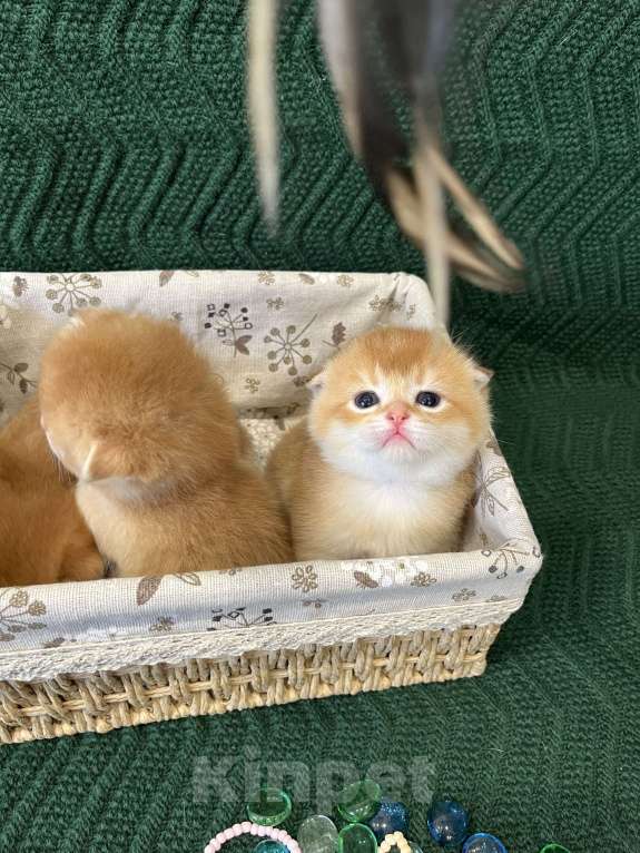 Кошки в Липецке: Шотландские котята  Мальчик, 18 000 руб. - фото 9