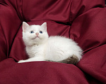 Кошки в Пскове: Черный ван голубоглазый Мальчик, 25 000 руб. - фото 8