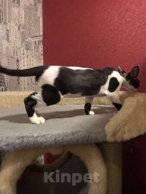 Кошки в Москве: Котенок Девон рекс очень редкого окраса Девочка, 45 000 руб. - фото 8