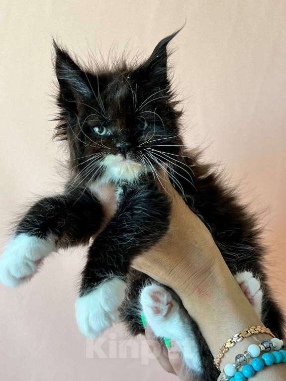 Кошки в Сыктывкаре: Котята мейн- кун Мальчик, 50 000 руб. - фото 1